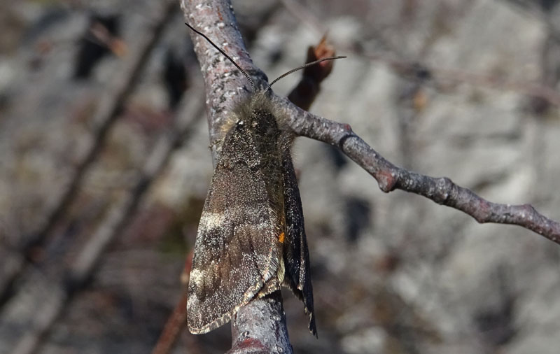 Archiearis parthenias - Geometridae